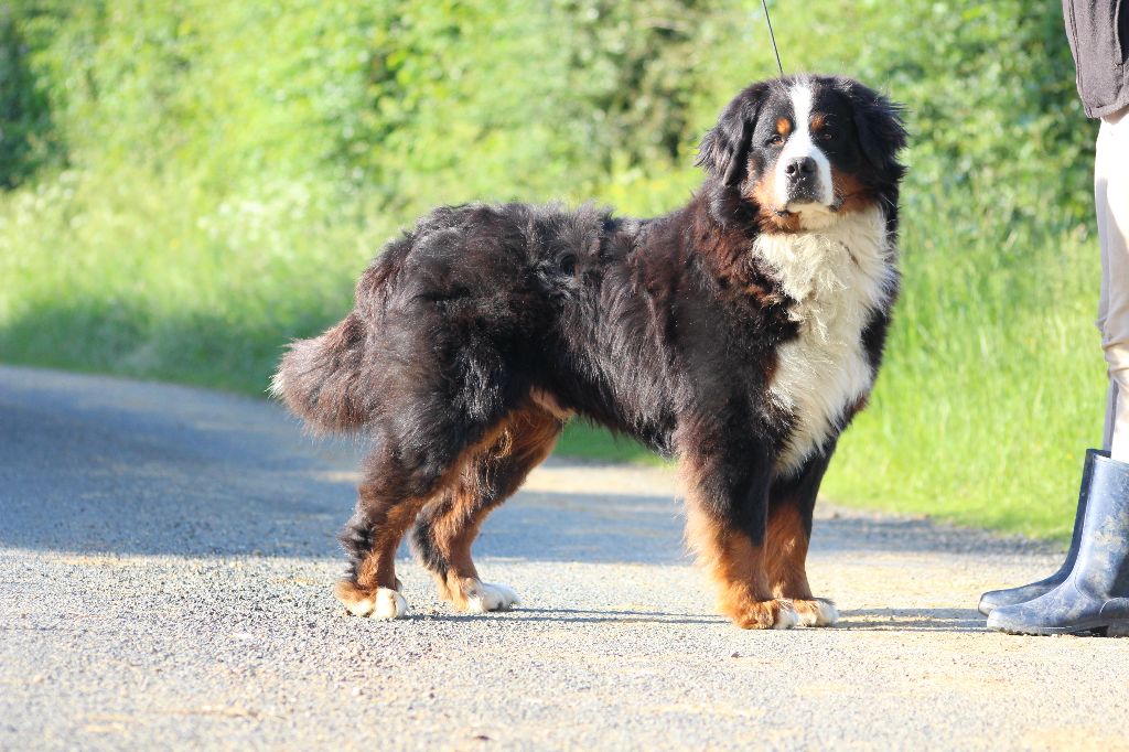 Chien Elevage de la Vallée de l'Hyrôme eleveur de chiens Bouvier bernois Chien Elevage de la Vallée de l'Hyrôme eleveur de chiens Bouvier bernois