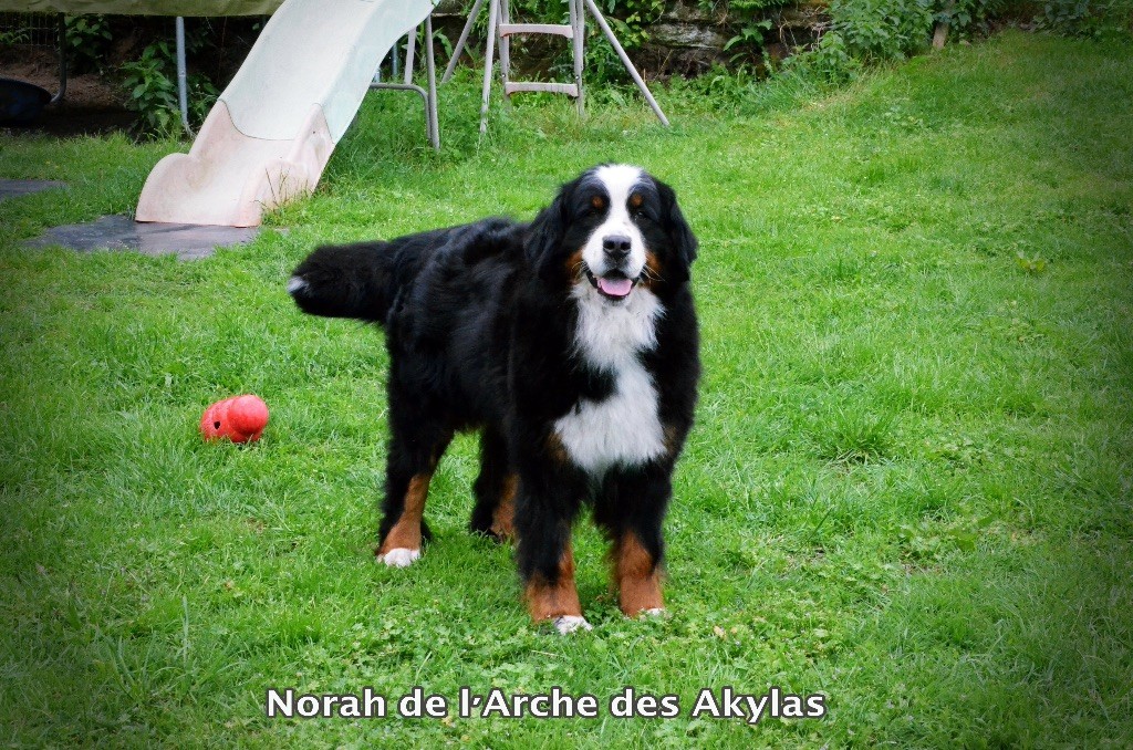 Norah De L'arche Des Akylas