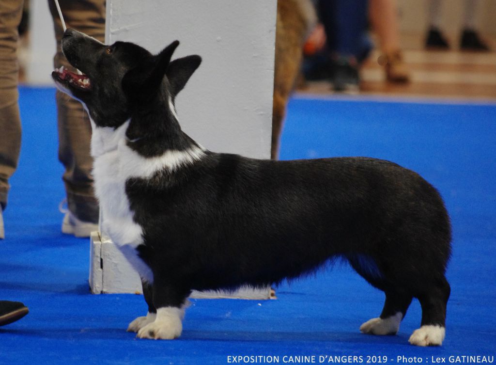 Les Welsh Corgi Cardigan de l'affixe   De La Légende De Jupiter