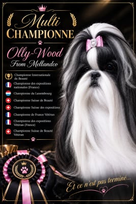 Étalon Shih Tzu - CH. Olly-wood From Mellandco