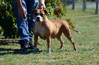Étalon American Staffordshire Terrier - Marylin du Domaine Passionnel d'Enzo