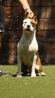 Étalon American Staffordshire Terrier - Alcatraz collateral damage