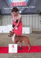 Étalon American Staffordshire Terrier - Only shining fraja du temple de Gaïa