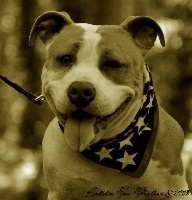 Étalon American Staffordshire Terrier - Miss tia the treasure of diamond Pure Happiness Of Aveny