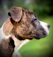 Étalon American Staffordshire Terrier - Little Gold Flower Phoebe