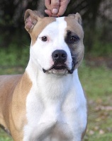 Étalon American Staffordshire Terrier - ringmaster Im cute and cool