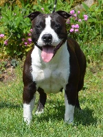 Étalon American Staffordshire Terrier - French Challenger Nel black