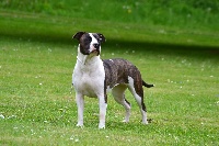 Étalon American Staffordshire Terrier - Jay-liska Pure Happiness Of Aveny