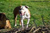 Étalon American Staffordshire Terrier - Mina du Domaine Passionnel d'Enzo