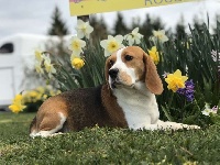 Étalon Beagle - Pirogue Du pré moussey