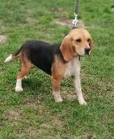 Étalon Beagle - Ollie de l'écho de kerjean