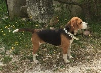 Étalon Beagle - Lady Du Mas Des Mementes