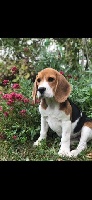 Étalon Beagle - Passion Du pré moussey