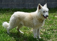 Étalon Berger Blanc Suisse - Okamy (Sans Affixe)