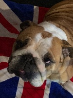 Étalon Bulldog Anglais - Beautiful barrablack beautiful from shipshape