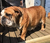 Étalon Bulldog Anglais - Nivea De la villenière