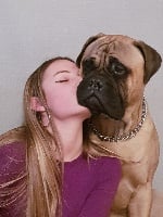 Étalon Bullmastiff - Natalia Des Sentinelles Des Essarts