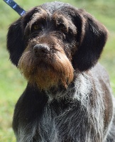 Étalon Chien d'arrêt allemand à poil dur - Esina vom hochwald