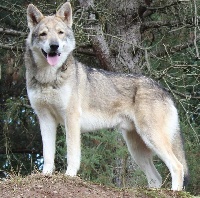 Étalon Chien-loup de Saarloos - CH. Logan wolf dit lerkhan De Luna Canis Lupus