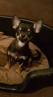 Étalon Chihuahua - Picasso de Ling Dechen