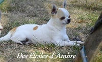 Étalon Chihuahua - Lisandro des vip du golf de saint tropez