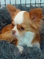 Étalon Chihuahua - Nova Des Minis Trésors