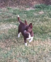 Étalon Chihuahua - Ollie Du Jardin De Saphirs