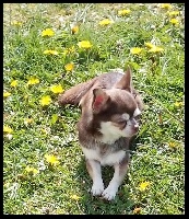 Étalon Chihuahua - Lindt Des Lutins Du Mont Blanc