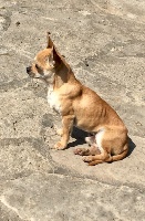 Étalon Chihuahua - Pedro Voxel Ux