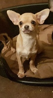 Étalon Chihuahua - Prune Des Pattounes Douces