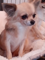 Étalon Chihuahua - Maitika De La Roseraie De Saint Amé