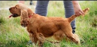 Étalon Cocker Spaniel Anglais - Titre Initial Francini's dadaumpa at gerini's