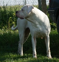 Étalon Dogo Argentino - Muchacha del huracàn blanco