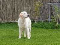 Étalon Golden Retriever - Nanouchka Of darling dog