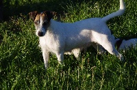Étalon Parson Russell Terrier - Nappy a l'ouest des prés de l'abby