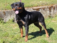 Étalon Rottweiler - Zola from royal breed