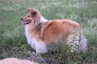 Étalon Shetland Sheepdog - Madison du Jardin d'Angélique