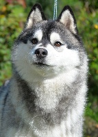 Étalon Siberian Husky - Nykita triumphant beauty