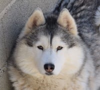 Étalon Siberian Husky - Mystic moon dream Of Eternal Djei