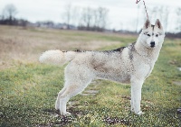 Étalon Siberian Husky - Marvel Of Northern Lights Spirit