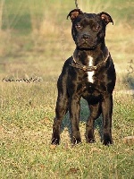 Étalon Staffordshire Bull Terrier - canaveral-staff Mikaja