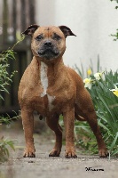 Étalon Staffordshire Bull Terrier - G'tequila Of The Warriors Red Skins