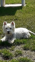Étalon West Highland White Terrier - Ness-tea de Lady Pendora