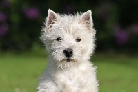 Étalon West Highland White Terrier - Pierre precieuse dite opale du vallon des Aures