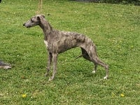 Étalon Whippet - Opio noche bohemia Des Collines Noires