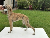 Étalon Whippet - Romeria gitana Des Collines Noires