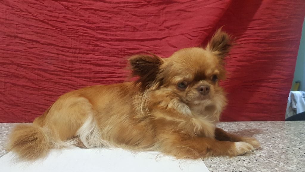 Les Chihuahua de l'affixe   du domaine de Roc Eden