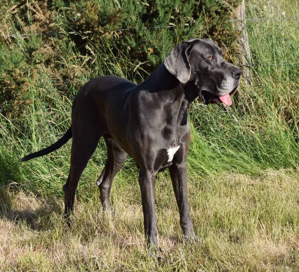 Les Dogue allemand de l'affixe   de la Haute Fougère