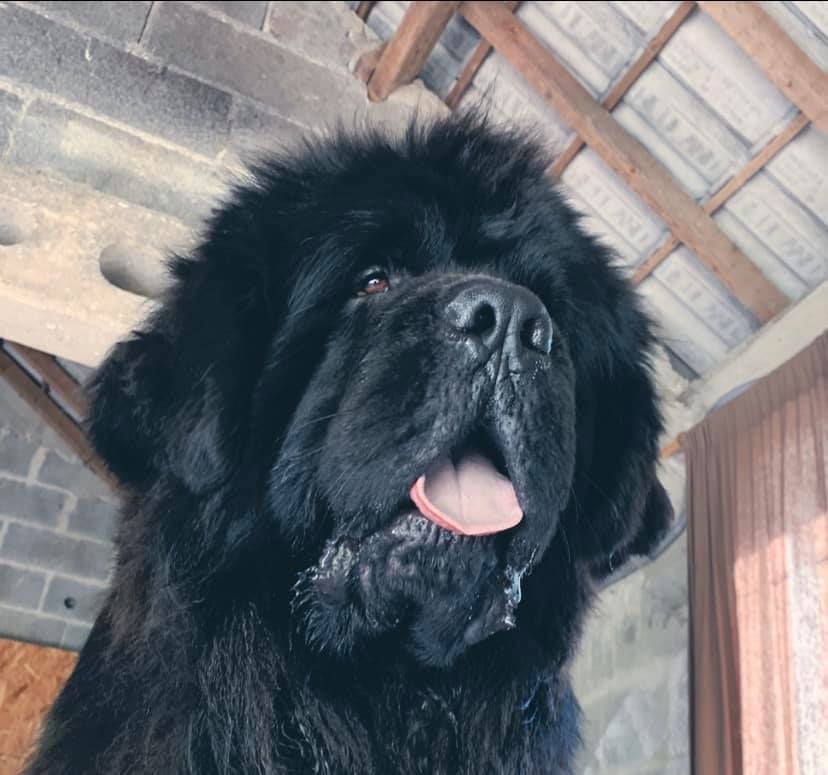 Accueil Elevage Des Empereurs De L Ocean Eleveur De Chiens Terre Neuve