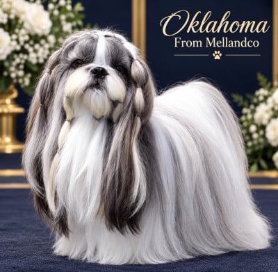 Étalon Shih Tzu - Oklahoma From Mellandco